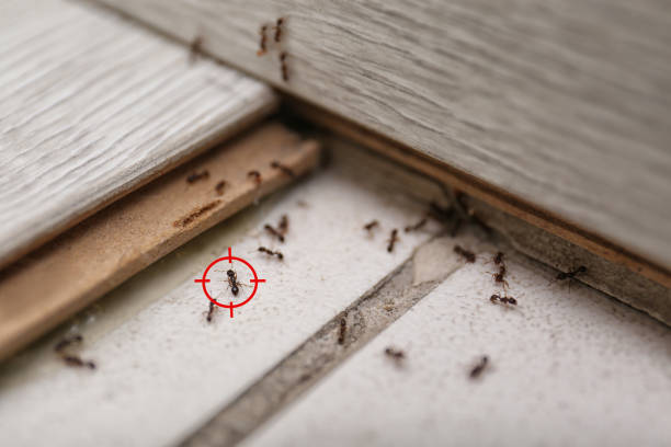 Pest Prevention Services in Gillespie, IL