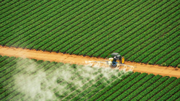 Best Local Pest Control Services  in Glespie, IL