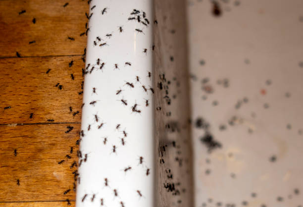 Best Residential Pest Control  in Glespie, IL