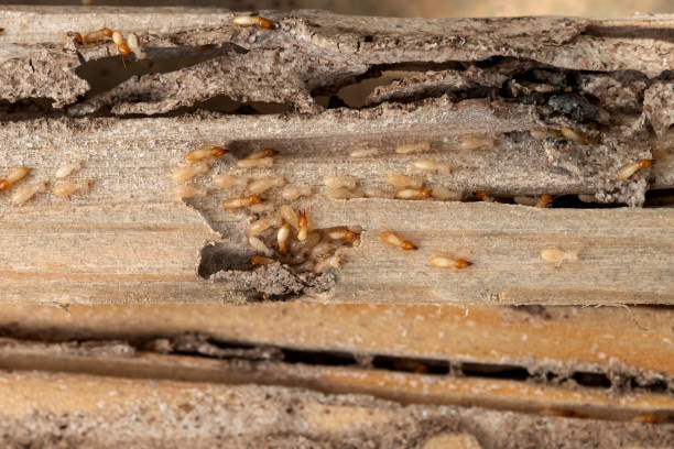Best Pest Control for Businesses  in Glespie, IL